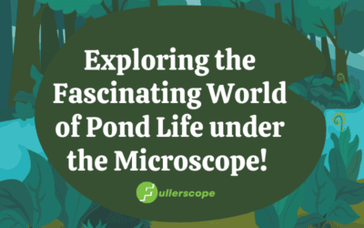 Microscopic Pond Life
